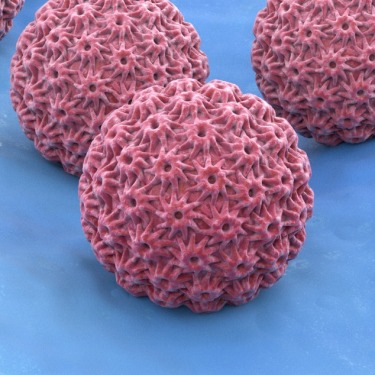 HPV Virus Illustration